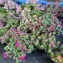 Plants For Sell Look At My Listening To See What We Got!!!