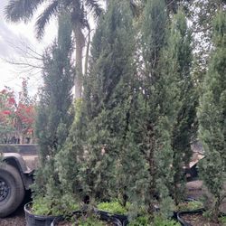 Italian Cypress Sale! 8ft $250