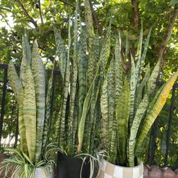 Smoke Plant 35 Dollar For Each 