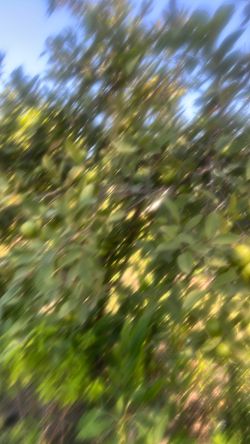 Guayavas blancas