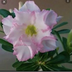 6” Bonsai Desert Rose
