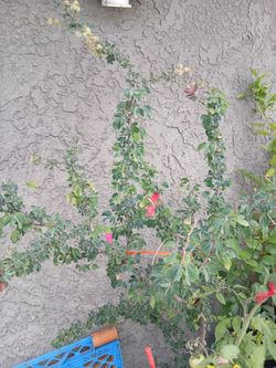 Guamuchil tree 7ft