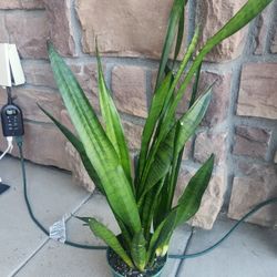 6 Inch Snake Plant
