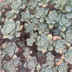 Succulent cuttings