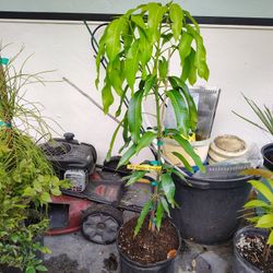 Mango tree orange sherbert