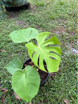 Monstera Golden compact