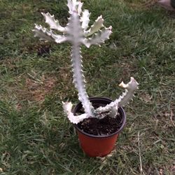 Ghost Cactus