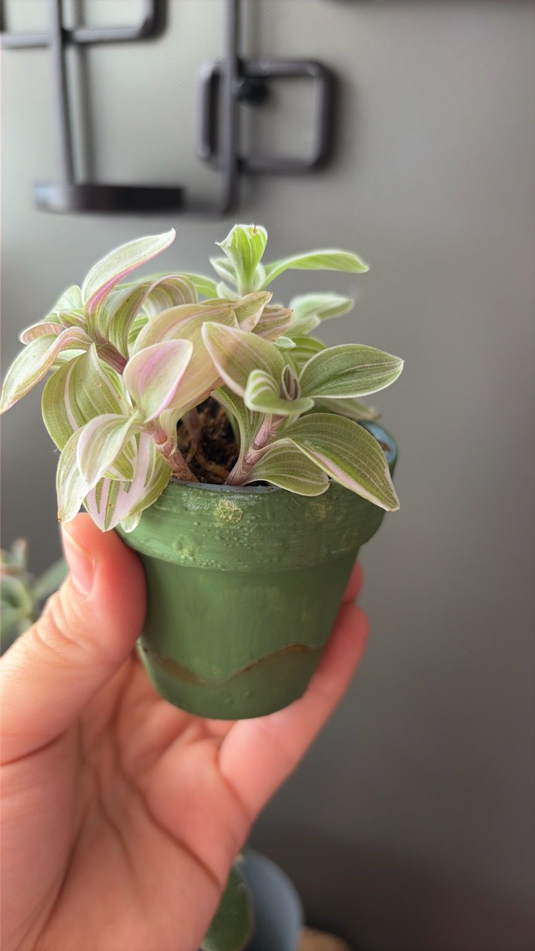plant bundle