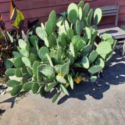 For Sale prickly cactus $2 per ear $5 each in a pot