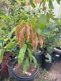 Llévate un árbol de mango
