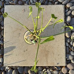 Monstera Burle Marx Flame Rare Plant