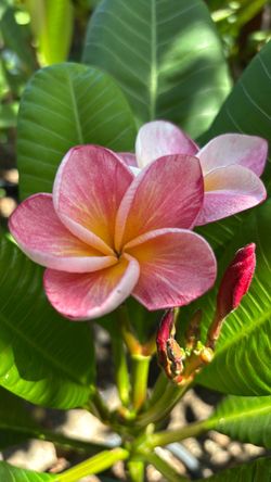 Plumeria essence
