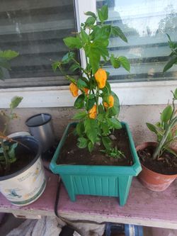 Habanero Chile Plant