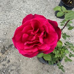 Rose Bush