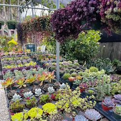 Succulents & Cacti For Sale