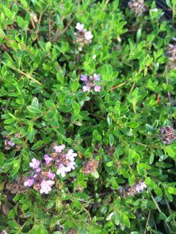 Low growing purple ground cover