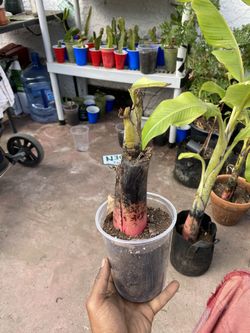 Blue Java Banana Tree