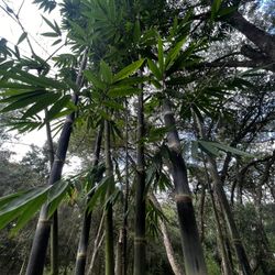 Tropical Black Asper Timber 7gal Bamboo Plant