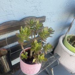Succulent Plant And Pink Planter Take As Is Price Is Firm 