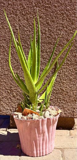 an aloe plant