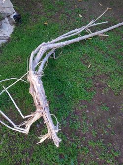 Genuine Driftwood For Aquariums Terrariums Decor