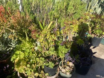 Asstd Plants