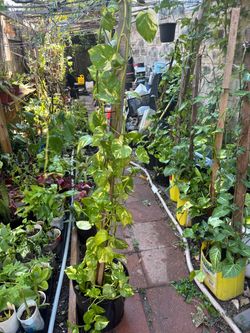 Very big golden Pothos plant