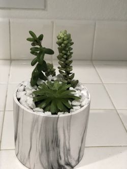 Suculent Arrangement 