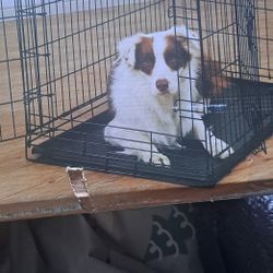 Large Dog Cage
