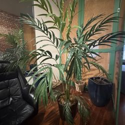 Plant Palm Tree