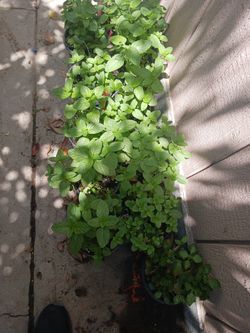Yerba Buena