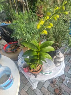 Plants live real