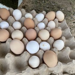Eggs For Sale 