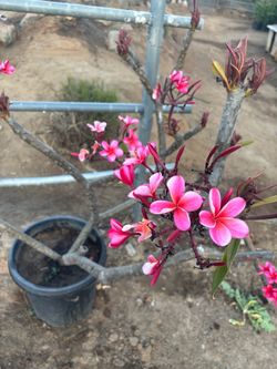 Pink Plumeria Frangipani Plant in Pot