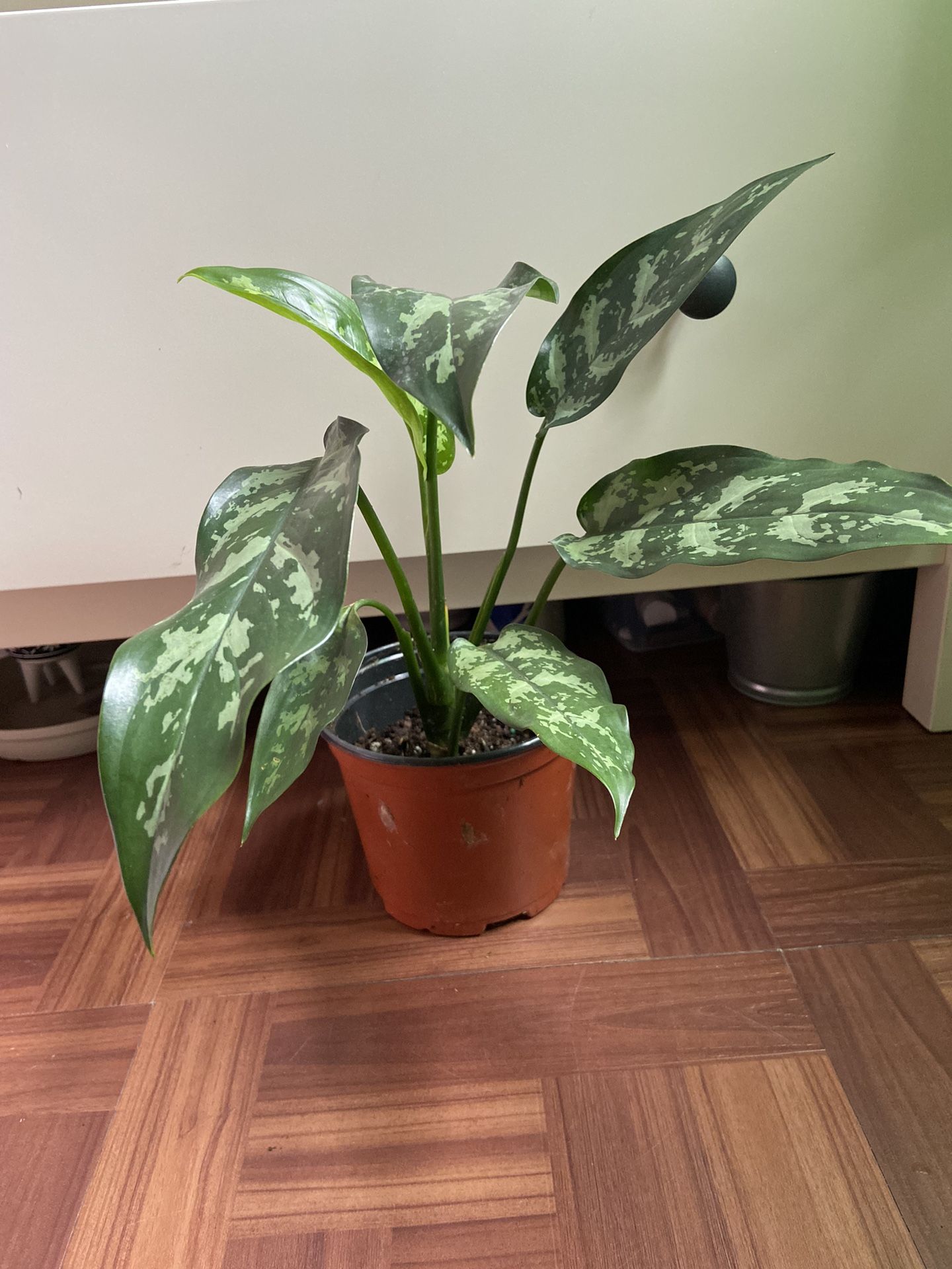 Aglaonema Maria Christina