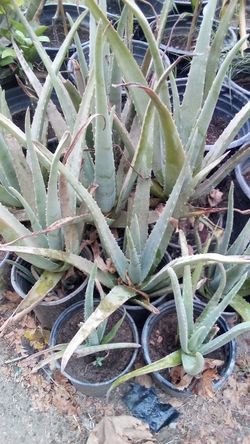 🪴Aloe Vera Plant (Savila)