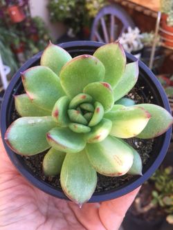 Variegated succulents 4”