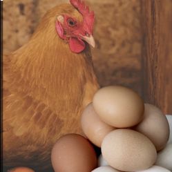 Chicken And Duck Eggs