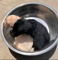 Large water bowls