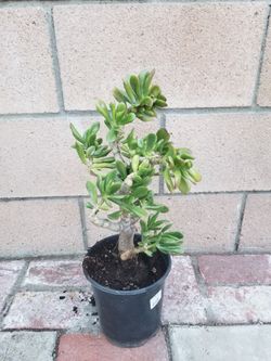 Potted Plant-Sun & Shade Plant