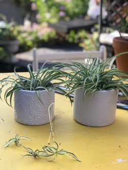 $5 Spider plant