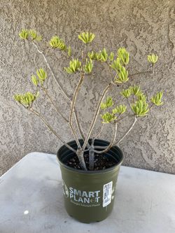 25” Large Bonsai Style Lemon Bean Bush Tree/Senecio barbertonicus