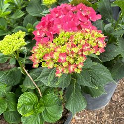 Hydrangeas