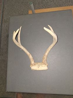 Antlers