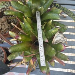 plant - bromeliad