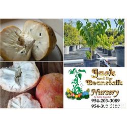 Custard Apple Grafted Trees 3gal Arboles De Chirimoya Injertados 3gal 