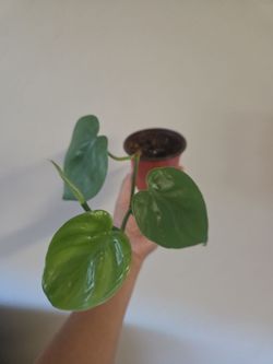 Plant