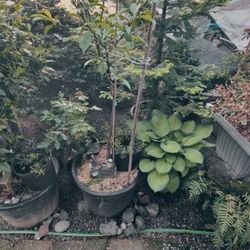 Plants For Sale 