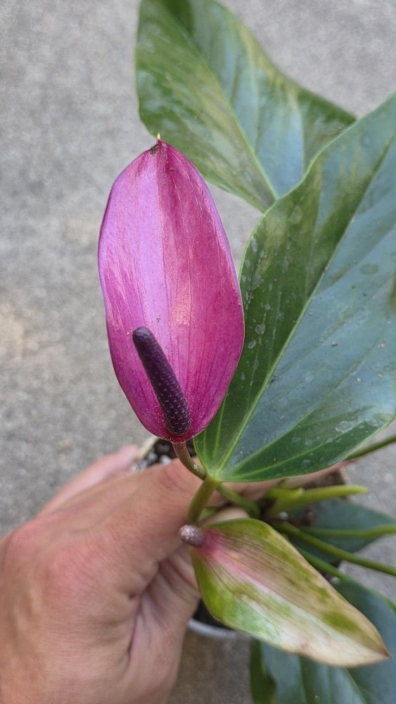 Purple Anthurium Plant