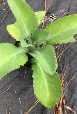 Mother of 10000 Plant